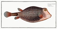 Knitted Trunk-Fish (Ostracion Concatenatus) from Ichtylogie, ou Histoire naturelle: g&eacute;nerale et particuli&eacute;re des poissons (1785&ndash;1797) by <a href="http://www.rawpixel.com/search/Marcus%20Elieser%20Bloch?sort=curated&amp;page=1">Marcus Elieser Bloch</a>. Original from New York Public Library. Digitally enhanced by rawpixel.