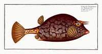 Cuckold-fish (Ostracion Quadricornis) from Ichtylogie, ou Histoire naturelle: g&eacute;nerale et particuli&eacute;re des poissons (1785&ndash;1797) by <a href="http://www.rawpixel.com/search/Marcus%20Elieser%20Bloch?sort=curated&amp;page=1">Marcus Elieser Bloch</a>. Original from New York Public Library. Digitally enhanced by rawpixel.