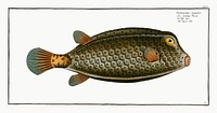 Square-Fish (Ostracion cubicus) from Ichtylogie, ou Histoire naturelle: g&eacute;nerale et particuli&eacute;re des poissons (1785&ndash;1797) by <a href="http://www.rawpixel.com/search/Marcus%20Elieser%20Bloch?sort=curated&amp;page=1">Marcus Elieser Bloch</a>. Original from New York Public Library. Digitally enhanced by rawpixel.
