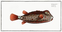 Nose-Trunk (Ostracion Nasus) from Ichtylogie, ou Histoire naturelle: g&eacute;nerale et particuli&eacute;re des poissons (1785&ndash;1797) by <a href="http://www.rawpixel.com/search/Marcus%20Elieser%20Bloch?sort=curated&amp;page=1">Marcus Elieser Bloch</a>. Original from New York Public Library. Digitally enhanced by rawpixel.