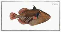 Balstes aculeatus from Ichtylogie, ou Histoire naturelle: g&eacute;nerale et particuli&eacute;re des poissons (1785&ndash;1797) by <a href="http://www.rawpixel.com/search/Marcus%20Elieser%20Bloch?sort=curated&amp;page=1">Marcus Elieser Bloch</a>. Original from New York Public Library. Digitally enhanced by rawpixel.
