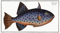 Long File-Fish (Balistes maculatus) from Ichtylogie, ou Histoire naturelle: g&eacute;nerale et particuli&eacute;re des poissons (1785&ndash;1797) by <a href="http://www.rawpixel.com/search/Marcus%20Elieser%20Bloch?sort=curated&amp;page=1">Marcus Elieser Bloch</a>. Original from New York Public Library. Digitally enhanced by rawpixel.