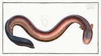 Electric-Eel (Gymnotus Electricus) from Ichtylogie, ou Histoire naturelle: g&eacute;nerale et particuli&eacute;re des poissons (1785&ndash;1797) by <a href="http://www.rawpixel.com/search/Marcus%20Elieser%20Bloch?sort=curated&amp;page=1">Marcus Elieser Bloch</a>. Original from New York Public Library. Digitally enhanced by rawpixel.