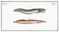 1. Ophidium Barbatum 2. Ophidium aculeatum from Ichtylogie, ou Histoire naturelle: g&eacute;nerale et particuli&eacute;re des poissons (1785&ndash;1797) by <a href="http://www.rawpixel.com/search/Marcus%20Elieser%20Bloch?sort=curated&amp;page=1">Marcus Elieser Bloch</a>. Original from New York Public Library. Digitally enhanced by rawpixel.