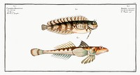 1. Blennius fasciatus 2. Sordid Dragoned (Callionymus Dracunculus) from Ichtylogie, ou Histoire naturelle: g&eacute;nerale et particuli&eacute;re des poissons (1785&ndash;1797) by <a href="http://www.rawpixel.com/search/Marcus%20Elieser%20Bloch?sort=curated&amp;page=1">Marcus Elieser Bloch</a>. Original from New York Public Library. Digitally enhanced by rawpixel.