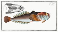 Star-Gazer (Uranoscopus Scaber) from Ichtylogie, ou Histoire naturelle: g&eacute;nerale et particuli&eacute;re des poissons (1785&ndash;1797) by <a href="http://www.rawpixel.com/search/Marcus%20Elieser%20Bloch?sort=curated&amp;page=1">Marcus Elieser Bloch</a>. Original from New York Public Library. Digitally enhanced by rawpixel.