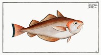 Whiting Pout (Gadus Barbatus) from Ichtylogie, ou Histoire naturelle: g&eacute;nerale et particuli&eacute;re des poissons (1785&ndash;1797) by <a href="http://www.rawpixel.com/search/Marcus%20Elieser%20Bloch?sort=curated&amp;page=1">Marcus Elieser Bloch</a>. Original from New York Public Library. Digitally enhanced by rawpixel.
