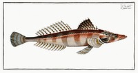 Cottus scaber from Ichtylogie, ou Histoire naturelle: g&eacute;nerale et particuli&eacute;re des poissons (1785&ndash;1797) by <a href="http://www.rawpixel.com/search/Marcus%20Elieser%20Bloch?sort=curated&amp;page=1">Marcus Elieser Bloch</a>. Original from New York Public Library. Digitally enhanced by rawpixel.