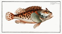 Scorpaena Porcus from Ichtylogie, ou Histoire naturelle: g&eacute;nerale et particuli&eacute;re des poissons (1785&ndash;1797) by <a href="http://www.rawpixel.com/search/Marcus%20Elieser%20Bloch?sort=curated&amp;page=1">Marcus Elieser Bloch</a>. Original from New York Public Library. Digitally enhanced by rawpixel.
