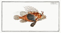 Scorpaena antennata from Ichtylogie, ou Histoire naturelle: g&eacute;nerale et particuli&eacute;re des poissons (1785&ndash;1797) by Marcus Elieser Bloch. Original from New York Public Library. Digitally enhanced by rawpixel.