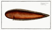 Pleuronectes bilineatus from Ichtylogie, ou Histoire naturelle: génerale et particuliére des poissons (1785–1797) by Marcus Elieser Bloch. Original from New York Public Library. Digitally enhanced by rawpixel.