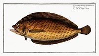 Pleuronectes macrolepidotus from Ichtylogie, ou Histoire naturelle: g&eacute;nerale et particuli&eacute;re des poissons (1785&ndash;1797) by <a href="http://www.rawpixel.com/search/Marcus%20Elieser%20Bloch?sort=curated&amp;page=1">Marcus Elieser Bloch</a>. Original from New York Public Library. Digitally enhanced by rawpixel.