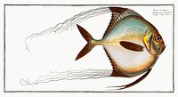 Zeus ciliaris from Ichtylogie, ou Histoire naturelle: g&eacute;nerale et particuli&eacute;re des poissons (1785&ndash;1797) by <a href="http://www.rawpixel.com/search/Marcus%20Elieser%20Bloch?sort=curated&amp;page=1">Marcus Elieser Bloch</a>. Original from New York Public Library. Digitally enhanced by rawpixel.