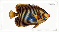 Chaetodon Imperator from Ichtylogie, ou Histoire naturelle: génerale et particuliére des poissons (1785–1797) by Marcus Elieser Bloch. Original from New York Public Library. Digitally enhanced by rawpixel.