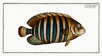 Chaetodon fasciatus from Ichtylogie, ou Histoire naturelle: g&eacute;nerale et particuli&eacute;re des poissons (1785&ndash;1797) by <a href="http://www.rawpixel.com/search/Marcus%20Elieser%20Bloch?sort=curated&amp;page=1">Marcus Elieser Bloch</a>. Original from New York Public Library. Digitally enhanced by rawpixel.