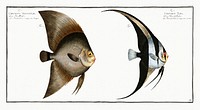 1. Chaetodon Teira 2. Chaetodon Vespertilio; from Ichtylogie, ou Histoire naturelle: g&eacute;nerale et particuli&eacute;re des poissons (1785&ndash;1797) by Marcus Elieser Bloch. Original from New York Public Library. Digitally enhanced by rawpixel.
