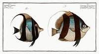 1. Chaetodon macrolepidotus 2. Chaetodon cornutus from Ichtylogie, ou Histoire naturelle: g&eacute;nerale et particuli&eacute;re des poissons (1785&ndash;1797) by <a href="http://www.rawpixel.com/search/Marcus%20Elieser%20Bloch?sort=curated&amp;page=1">Marcus Elieser Bloch</a>. Original from New York Public Library. Digitally enhanced by rawpixel.