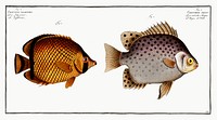 1. Chaetodon Argus 2. Chaetodon vagabundus from Ichtylogie, ou Histoire naturelle: g&eacute;nerale et particuli&eacute;re des poissons (1785&ndash;1797) by <a href="http://www.rawpixel.com/search/Marcus%20Elieser%20Bloch?sort=curated&amp;page=1">Marcus Elieser Bloch</a>. Original from New York Public Library. Digitally enhanced by rawpixel.
