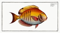 Surgeon (Chaetodon Chirurgus) from Ichtylogie, ou Histoire naturelle: g&eacute;nerale et particuli&eacute;re des poissons (1785&ndash;1797) by <a href="http://www.rawpixel.com/search/Marcus%20Elieser%20Bloch?sort=curated&amp;page=1">Marcus Elieser Bloch</a>. Original from New York Public Library. Digitally enhanced by rawpixel.