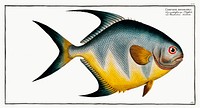 Chaetodon rhomboides from Ichtylogie, ou Histoire naturelle: g&eacute;nerale et particuli&eacute;re des poissons (1785&ndash;1797) by <a href="http://www.rawpixel.com/search/Marcus%20Elieser%20Bloch?sort=curated&amp;page=1">Marcus Elieser Bloch</a>. Original from New York Public Library. Digitally enhanced by rawpixel.