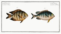 1. Chaetodon Mauritii 2. Chaetodon Bengalensis from Ichtylogie, ou Histoire naturelle: g&eacute;nerale et particuli&eacute;re des poissons (1785&ndash;1797) by <a href="http://www.rawpixel.com/search/Marcus%20Elieser%20Bloch?sort=curated&amp;page=1">Marcus Elieser Bloch</a>. Original from New York Public Library. Digitally enhanced by rawpixel.