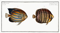 1. Chaetodon octofasciatus 2. Chaetodon annularis from Ichtylogie, ou Histoire naturelle: g&eacute;nerale et particuli&eacute;re des poissons (1785&ndash;1797) by <a href="http://www.rawpixel.com/search/Marcus%20Elieser%20Bloch?sort=curated&amp;page=1">Marcus Elieser Bloch</a>. Original from New York Public Library. Digitally enhanced by rawpixel.