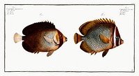 1. Collar (Chaetodon Collare) 2. Mulatto (Chaetodon mesoleucus) from Ichtylogie, ou Histoire naturelle: g&eacute;nerale et particuli&eacute;re des poissons (1785&ndash;1797) by <a href="http://www.rawpixel.com/search/Marcus%20Elieser%20Bloch?sort=curated&amp;page=1">Marcus Elieser Bloch</a>. Original from New York Public Library. Digitally enhanced by rawpixel.