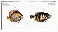 1. Chinese Chetodon (Chaetodon Chinensis) 2. Klein&#39;s Chetodon (Chaetodon Kleinii) from Ichtylogie, ou Histoire naturelle: g&eacute;nerale et particuli&eacute;re des poissons (1785&ndash;1797) by <a href="http://www.rawpixel.com/search/Marcus%20Elieser%20Bloch?sort=curated&amp;page=1">Marcus Elieser Bloch</a>. Original from New York Public Library. Digitally enhanced by rawpixel.
