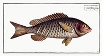 Great-scaled Bodian (Bodianus macrolepidotus) from Ichtylogie, ou Histoire naturelle: g&eacute;nerale et particuli&eacute;re des poissons (1785&ndash;1797) by <a href="http://www.rawpixel.com/search/Marcus%20Elieser%20Bloch?sort=curated&amp;page=1">Marcus Elieser Bloch</a>. Original from New York Public Library. Digitally enhanced by rawpixel.
