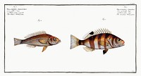 1. Streaked Holocentre (Hoocentrus striatus) 2. Silver-Holocentre (Holocentrus Argentinus) from Ichtylogie, ou Histoire naturelle: g&eacute;nerale et particuli&eacute;re des poissons (1785&ndash;1797) by <a href="http://www.rawpixel.com/search/Marcus%20Elieser%20Bloch?sort=curated&amp;page=1">Marcus Elieser Bloch</a>. Original from New York Public Library. Digitally enhanced by rawpixel.