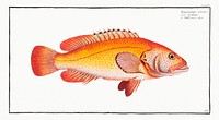 Holocentrus auratus from Ichtylogie, ou Histoire naturelle: g&eacute;nerale et particuli&eacute;re des poissons (1785&ndash;1797) by <a href="http://www.rawpixel.com/search/Marcus%20Elieser%20Bloch?sort=curated&amp;page=1">Marcus Elieser Bloch</a>. Original from New York Public Library. Digitally enhanced by rawpixel.