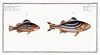 1. Slave-fish (Holocentrus Servus) 2. Four-striped Holocentre (Holocentrus quadrilineatus) from Ichtylogie, ou Histoire naturelle: g&eacute;nerale et particuli&eacute;re des poissons (1785&ndash;1797) by <a href="http://www.rawpixel.com/search/Marcus%20Elieser%20Bloch?sort=curated&amp;page=1">Marcus Elieser Bloch</a>. Original from New York Public Library. Digitally enhanced by rawpixel.