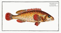 Punctulated Holocentre (Holocentrus punctatus) from Ichtylogie, ou Histoire naturelle: g&eacute;nerale et particuli&eacute;re des poissons (1785&ndash;1797) by <a href="http://www.rawpixel.com/search/Marcus%20Elieser%20Bloch?sort=curated&amp;page=1">Marcus Elieser Bloch</a>. Original from New York Public Library. Digitally enhanced by rawpixel.