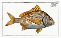Yellow-fin (Lutianus luteus) from Ichtylogie, ou Histoire naturelle: g&eacute;nerale et particuli&eacute;re des poissons (1785&ndash;1797) by <a href="http://www.rawpixel.com/search/Marcus%20Elieser%20Bloch?sort=curated&amp;page=1">Marcus Elieser Bloch</a>. Original from New York Public Library. Digitally enhanced by rawpixel.