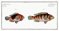 1. Goldsinny (Lutjanus Rupestris) 2. Saddle (Lutjanus Ephippium) from Ichtylogie, ou Histoire naturelle: g&eacute;nerale et particuli&eacute;re des poissons (1785&ndash;1797) by <a href="http://www.rawpixel.com/search/Marcus%20Elieser%20Bloch?sort=curated&amp;page=1">Marcus Elieser Bloch</a>. Original from New York Public Library. Digitally enhanced by rawpixel.