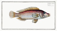 Lutian of Link (Lutianus Linckii) from Ichtylogie, ou Histoire naturelle: g&eacute;nerale et particuli&eacute;re des poissons (1785&ndash;1797) by <a href="http://www.rawpixel.com/search/Marcus%20Elieser%20Bloch?sort=curated&amp;page=1">Marcus Elieser Bloch</a>. Original from New York Public Library. Digitally enhanced by rawpixel.