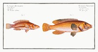 1. Green-fin (Lutianus Virescens) 2. Snouted Lutian (Lutianus Rcstratus) from Ichtylogie, ou Histoire naturelle: g&eacute;nerale et particuli&eacute;re des poissons (1785&ndash;1797) by <a href="http://www.rawpixel.com/search/Marcus%20Elieser%20Bloch?sort=curated&amp;page=1">Marcus Elieser Bloch</a>. Original from New York Public Library. Digitally enhanced by rawpixel.