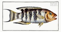 Streaked Gilt-head (Sparus Fasciatus) from Ichtylogie, ou Histoire naturelle: g&eacute;nerale et particuli&eacute;re des poissons (1785&ndash;1797) by <a href="http://www.rawpixel.com/search/Marcus%20Elieser%20Bloch?sort=curated&amp;page=1">Marcus Elieser Bloch</a>. Original from New York Public Library. Digitally enhanced by rawpixel.