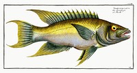 Sparus falcatus from Ichtylogie, ou Histoire naturelle: g&eacute;nerale et particuli&eacute;re des poissons (1785&ndash;1797) by <a href="http://www.rawpixel.com/search/Marcus%20Elieser%20Bloch?sort=curated&amp;page=1">Marcus Elieser Bloch</a>. Original from New York Public Library. Digitally enhanced by rawpixel.