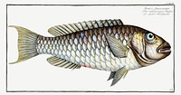 Sparus Abildgaardi from Ichtylogie, ou Histoire naturelle: g&eacute;nerale et particuli&eacute;re des poissons (1785&ndash;1797) by <a href="http://www.rawpixel.com/search/Marcus%20Elieser%20Bloch?sort=curated&amp;page=1">Marcus Elieser Bloch</a>. Original from New York Public Library. Digitally enhanced by rawpixel.