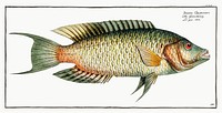 Sparus Chlorourus from Ichtylogie, ou Histoire naturelle: g&eacute;nerale et particuli&eacute;re des poissons (1785&ndash;1797) by <a href="http://www.rawpixel.com/search/Marcus%20Elieser%20Bloch?sort=curated&amp;page=1">Marcus Elieser Bloch</a>. Original from New York Public Library. Digitally enhanced by rawpixel.