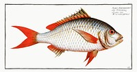 Red-tailed Gilt-head (Sparus Erythrourus) from Ichtylogie, ou Histoire naturelle: g&eacute;nerale et particuli&eacute;re des poissons (1785&ndash;1797) by <a href="http://www.rawpixel.com/search/Marcus%20Elieser%20Bloch?sort=curated&amp;page=1">Marcus Elieser Bloch</a>. Original from New York Public Library. Digitally enhanced by rawpixel.