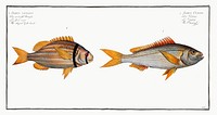 1. Cuning (Sparus Cuning) 2. Striped Gilt-head (Sparus vittatus) from Ichtylogie, ou Histoire naturelle: g&eacute;nerale et particuli&eacute;re des poissons (1785&ndash;1797) by <a href="http://www.rawpixel.com/search/Marcus%20Elieser%20Bloch?sort=curated&amp;page=1">Marcus Elieser Bloch</a>. Original from New York Public Library. Digitally enhanced by rawpixel.