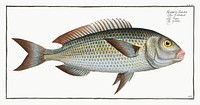 Goldlin (Sparus Salpa) from Ichtylogie, ou Histoire naturelle: g&eacute;nerale et particuli&eacute;re des poissons (1785&ndash;1797) by <a href="http://www.rawpixel.com/search/Marcus%20Elieser%20Bloch?sort=curated&amp;page=1">Marcus Elieser Bloch</a>. Original from New York Public Library. Digitally enhanced by rawpixel.
