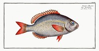 Sparus Brama from Ichtylogie, ou Histoire naturelle: g&eacute;nerale et particuli&eacute;re des poissons (1785&ndash;1797) by <a href="http://www.rawpixel.com/search/Marcus%20Elieser%20Bloch?sort=curated&amp;page=1">Marcus Elieser Bloch</a>. Original from New York Public Library. Digitally enhanced by rawpixel.