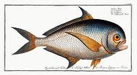Toothed Gild-Head (Sparus Raii) from Ichtylogie, ou Histoire naturelle: g&eacute;nerale et particuli&eacute;re des poissons (1785&ndash;1797) by <a href="http://www.rawpixel.com/search/Marcus%20Elieser%20Bloch?sort=curated&amp;page=1">Marcus Elieser Bloch</a>. Original from New York Public Library. Digitally enhanced by rawpixel.
