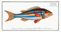 Blue-striped Gilt-head (Sparus vittatus) from Ichtylogie, ou Histoire naturelle: g&eacute;nerale et particuli&eacute;re des poissons (1785&ndash;1797) by <a href="http://www.rawpixel.com/search/Marcus%20Elieser%20Bloch?sort=curated&amp;page=1">Marcus Elieser Bloch</a>. Original from New York Public Library. Digitally enhanced by rawpixel.