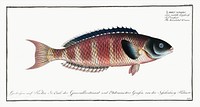 Lunulated Wrasse (Labrus lunaris) from Ichtylogie, ou Histoire naturelle: g&eacute;nerale et particuli&eacute;re des poissons (1785&ndash;1797) by <a href="http://www.rawpixel.com/search/Marcus%20Elieser%20Bloch?sort=curated&amp;page=1">Marcus Elieser Bloch</a>. Original from New York Public Library. Digitally enhanced by rawpixel.