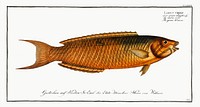 Green Wrasse (Labrus viridis) from Ichtylogie, ou Histoire naturelle: g&eacute;nerale et particuli&eacute;re des poissons (1785&ndash;1797) by <a href="http://www.rawpixel.com/search/Marcus%20Elieser%20Bloch?sort=curated&amp;page=1">Marcus Elieser Bloch</a>. Original from New York Public Library. Digitally enhanced by rawpixel.