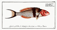 Double-Streaked Wrasse (Labrus bifasciatus) from Ichtylogie, ou Histoire naturelle: g&eacute;nerale et particuli&eacute;re des poissons (1785&ndash;1797) by <a href="http://www.rawpixel.com/search/Marcus%20Elieser%20Bloch?sort=curated&amp;page=1">Marcus Elieser Bloch</a>. Original from New York Public Library. Digitally enhanced by rawpixel.